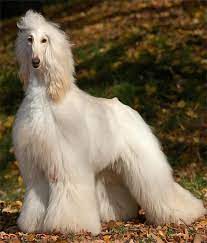 sobachya subbota afganskaya borzaya ya lyublyu tebya zhizn i nadeyus afghan hound hound breeds doggie style