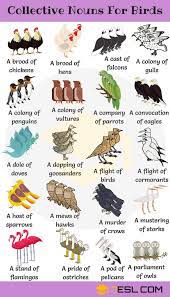 Pin By Slacks Girl On Animal Collectives Collective Nouns English Language Learning English Vocabulary