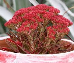 Image result for Crassula alba