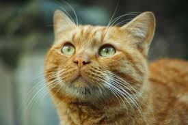 Whiskers are just like fur or hair. Why Do Cat Whiskers Fall Out All Possible Reasons