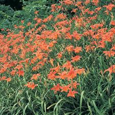 The main issue with rabbits eating celery is the strings found inside of them. Orange Daylily Hemerocallis Fulva Buy At Michigan Bulb