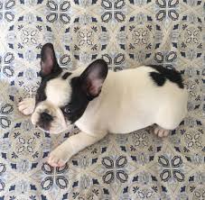 Black And White Brindle French Bulldog Brindle Pied French Bulldog Puppy Pied French Bulldog Puppies Cute Animals