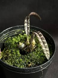 Image result for Oeceoclades perrieri