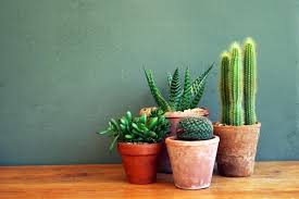 1.18 trasplante de cactus en macetas 1.21 ¿qué tipo de maceta es mejor para los cactus? Decoracion Cactus Suculentas Macetas De Barro Suculentas Plantas En Maceta Cuidado De Suculentas