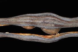 Image result for Maerua becquetii