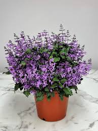 Image result for Plectranthus mandalensis