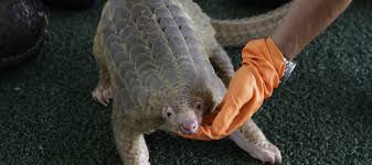 Pangolino communicates the science of pangolin conservation using art and aims to inspire public actions to save pangolins from extinction. La Cina Ha Rimosso Il Pangolino Dalla Medicina Tradizionale Ticinonline