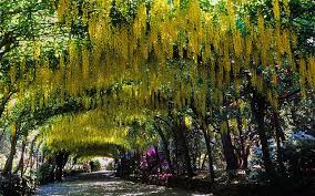 Laburnum Arch Laburnum Pergola In Full Bloom At Bodnant Gardens Conwy Wales Uk 1 Of 15 Tree Tunnel Enchanted Tree Pergola