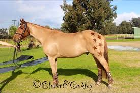 Stars Horse Clipping Horse Clipping Horse Clip Art Horse Star