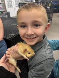 What breed is my guinea pig?