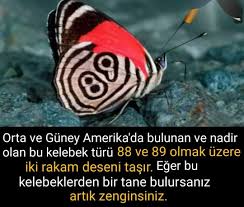Keske Bulsak Bilgece Sozler Bilgi Alintilari Bilgi