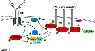 Thêm vào danh sách yêu thích thêm vào giỏ hàng xem nhanh. Frontiers Lyn Lupus And B Lymphocytes A Lesson On The Critical Balance Of Kinase Signaling In Immunity Immunology
