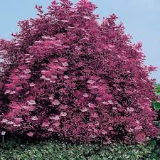Dunkelroter Duft Holunder Red Holy Dunkelroter Duft Holunder Red Holy Online Kaufen Bei Ahrenssieberz Flied Garden Care Most Beautiful Gardens Little Gardens