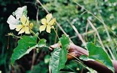 Image result for Cogniauxia