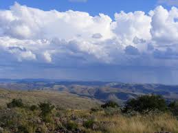 Image result for Chascanum adenostachyum