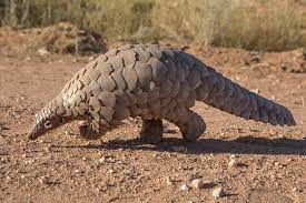 Pangolins are the world's only scaly mammal. Pangolins Still Under Global Threat In 2020