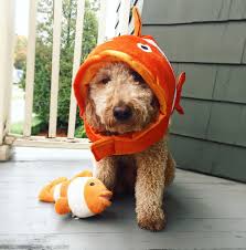Get detailed goldendoodle facts, health, history, appearance, temperament, and maintenance groodle, curly golden, curly retriever, goldenoodle, goldenpoo. Nemo The Fish Halloween Costume Dog Halloween Costume Goldendoodle Fish Costume Dog Halloween Costumes Dog Halloween Fish Costume