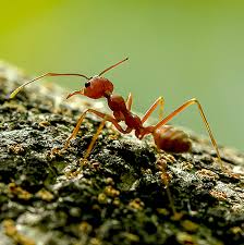 We will not rest until they are gone. Ants Southern California S 1 Pest Source Pest Control
