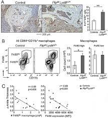 Increased Synovial F4 80 Positive Macrophages And Increased F4 80 High Download Scientific Diagram