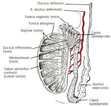 The testis (from the greek word orchis) is the male gland important for both reproductive (exocrine) and endocrine functions. Anatomie Von Hoden Testis Und Nebenhoden Epididymis