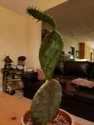 If you have a cactus or succulent growing the same few stalks for eternity, cutting them will push them to create more offshoots. Cactus Is Drunk Growing Horizontally At Right Angle Plantclinic