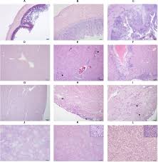 Bir kaç yazımı yamak oğlu sedat'ın fetö ile olan bağlantılarına ayırmaya karar verdim. Frontiers Co Infection Of Chicken Layers With Histomonas Meleagridis And Avian Pathogenic Escherichia Coli Is Associated With Dysbiosis Cecal Colonization And Translocation Of The Bacteria From The Gut Lumen Microbiology