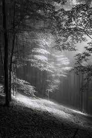 Fog In June By Fremdart Landscape Photography Black And White Landscape Black And White Tree