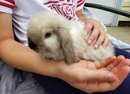 Learn more about holland lop rabbits! 100 Name Ideas For Pet Holland Lop Rabbits Rabbit Pros