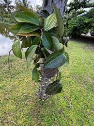 Image result for Polystachya laurentii