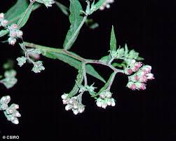 Image result for Eschenbachia