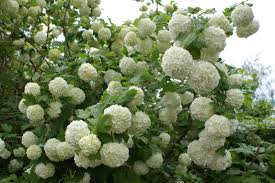 Snowball