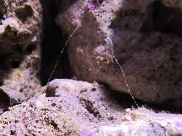 This is no easy task, but it can be done humanely and peacefully without stress. How To Euthanize A Fish Humanely Reef Tank Resource