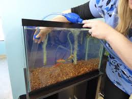 What Is The Best Fish Tank Substrate Aquatic Veterinary Services
