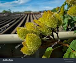 Image result for Bixaceae