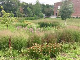 Minneapolis has a goal of 3,000 rain gardens by 2015. Raingarden Care And Stormwater Credits At Mps Metro Blooms