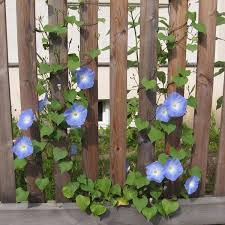 Image result for Ipomoea tricolor