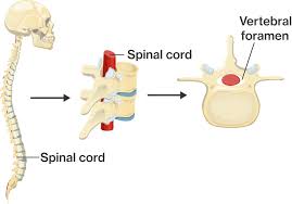 The spinal cord runs through its center. Structure And Function Of The Vertebral Column Course Hero