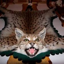 For more bus news, click. Pdf Overview Of Good Practices In Eurasian Lynx Monitoring And Conservation