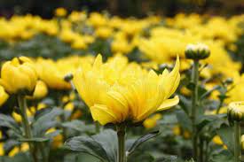 Yellow Chrysanthemums On A Field Asian Flower Market Sponsored Field Chrysanthemums Yellow Market Yellow Chrysanthemum Asian Flowers Chrysanthemum
