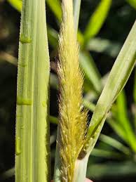 Image result for Cenchrus purpureus