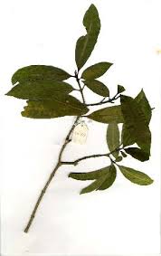 Image result for Tabernaemontana stapfiana