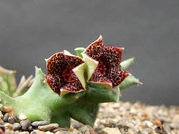 Image result for Orbea carnosa