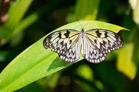 La Mariposa Blanca El Significado Espiritual De