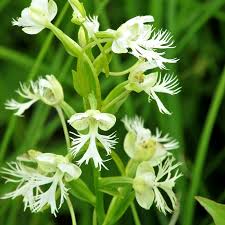 Image result for Tephrosia argyrolampra