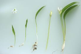 Get premium, high resolution news photos at getty images Come Usare L Aglio Orsino Per Esaltare I Tuoi Piatti