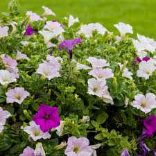 Image result for Barleria holubii
