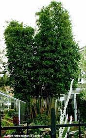 Plantfiles Pictures Giant Timber Bamboo Oldham S Bamboo Bambusa Oldhamii By Happenstance Bamboo Garden Giant Bamboo Bamboo