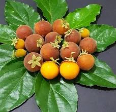 Image result for Dovyalis xanthocarpa