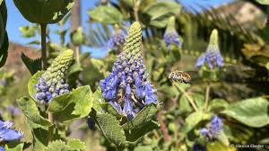 Image result for Pycnostachys coerulea