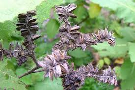 Image result for Wigandia urens